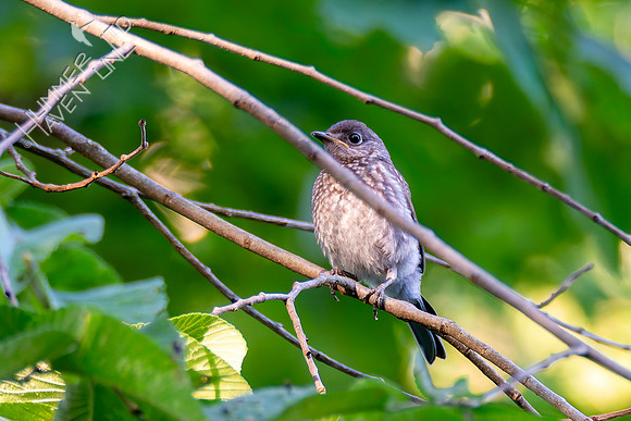 7-13-26 Eastern Bluebird immature