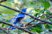 7-13-26 Eastern Bluebird in Roughleaf Dogwood