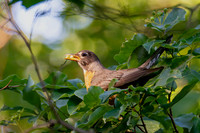 7-13-26 American Robin eating Roughleaf Dogwood berries