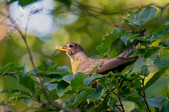 7-13-26 American Robin eating Roughleaf Dogwood berries