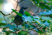 7-13-26 Gray Catbird going for Roughleaf Dogwood berries