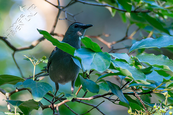 7-13-26 Gray Catbird going for Roughleaf Dogwood berries