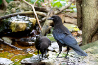7-10-26 Two of four Fish Crows at the bubbler