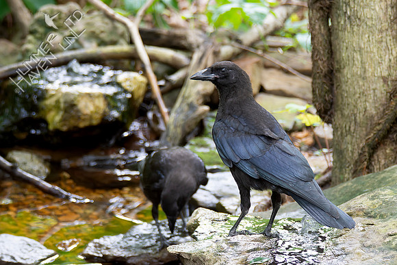 7-10-26 Two of four Fish Crows at the bubbler