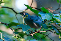 7-13-26 Gray Catbird going for Roughleaf Dogwood berries