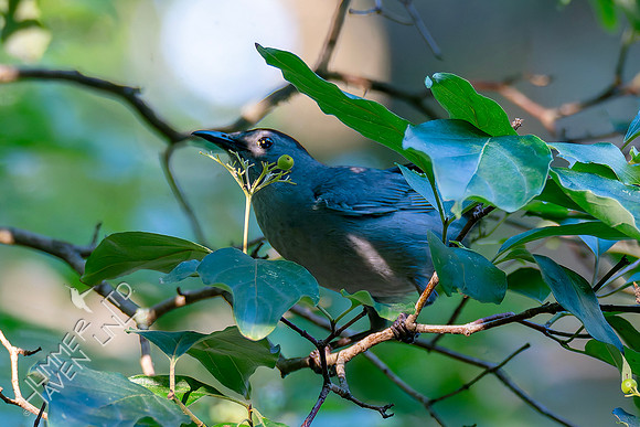 7-13-26 Gray Catbird going for Roughleaf Dogwood berries