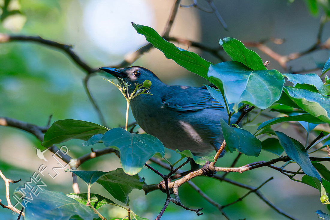 7-13-26 Gray Catbird going for Roughleaf Dogwood berries