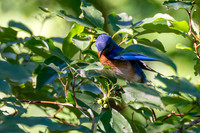 7-13-26 Eastern Bluebird going for Roughleaf Dogwood berries