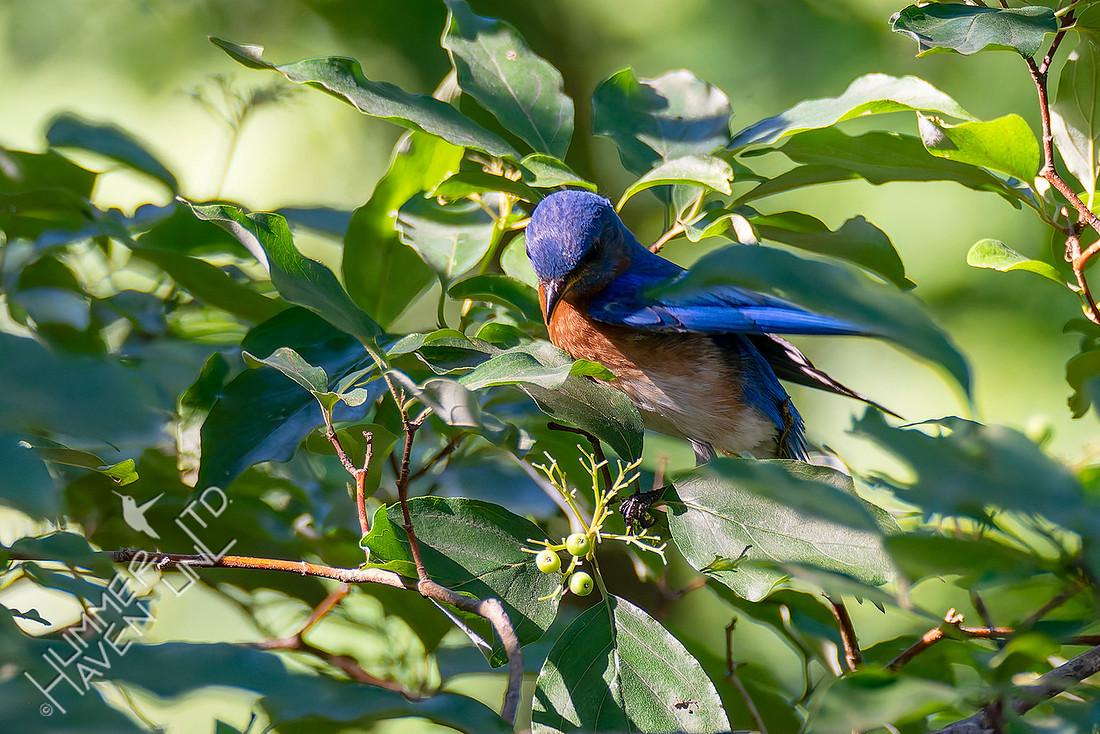 7-13-26 Eastern Bluebird going for Roughleaf Dogwood berries