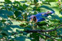 7-13-26 Eastern Bluebird going for Roughleaf Dogwood berries