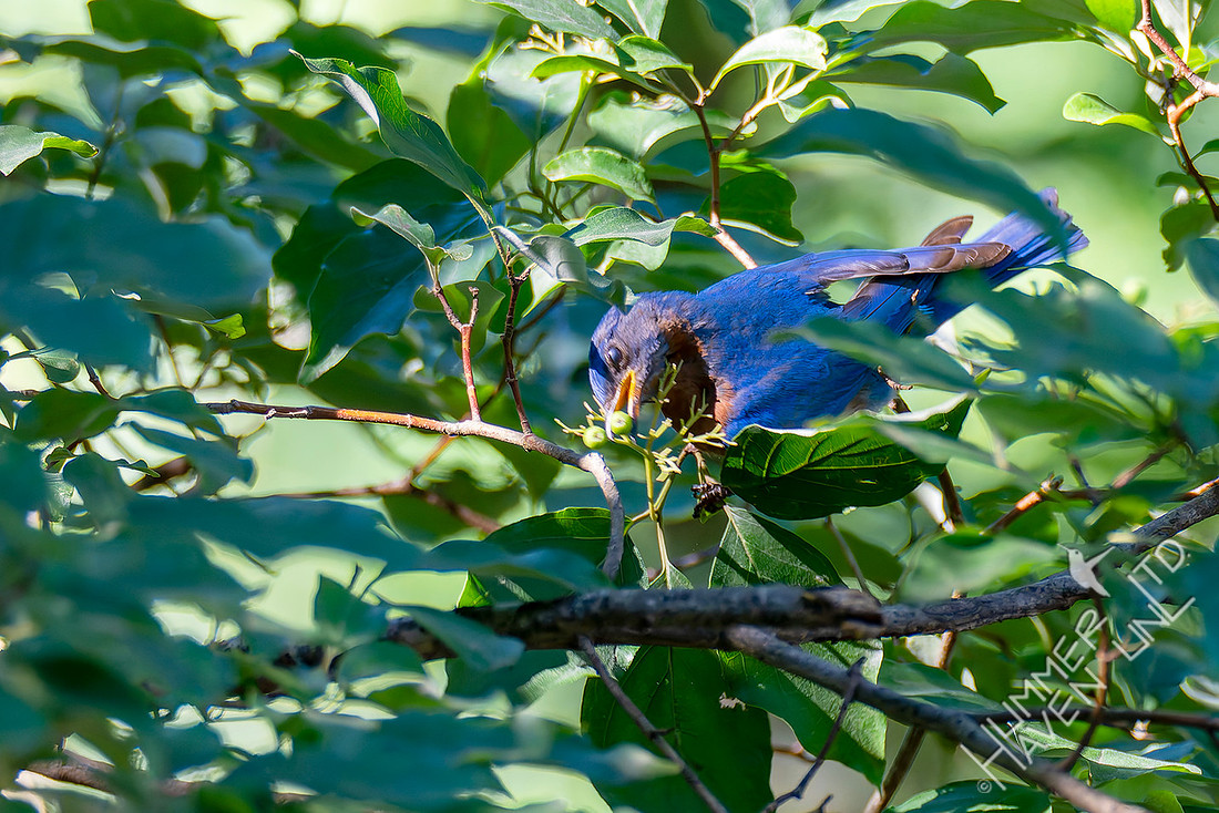 7-13-26 Eastern Bluebird going for Roughleaf Dogwood berries