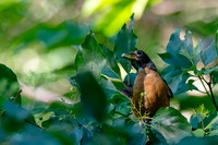 7-13-26 American Robin eating Roughleaf Dogwood berries