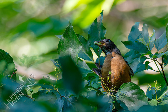 7-13-26 American Robin eating Roughleaf Dogwood berries