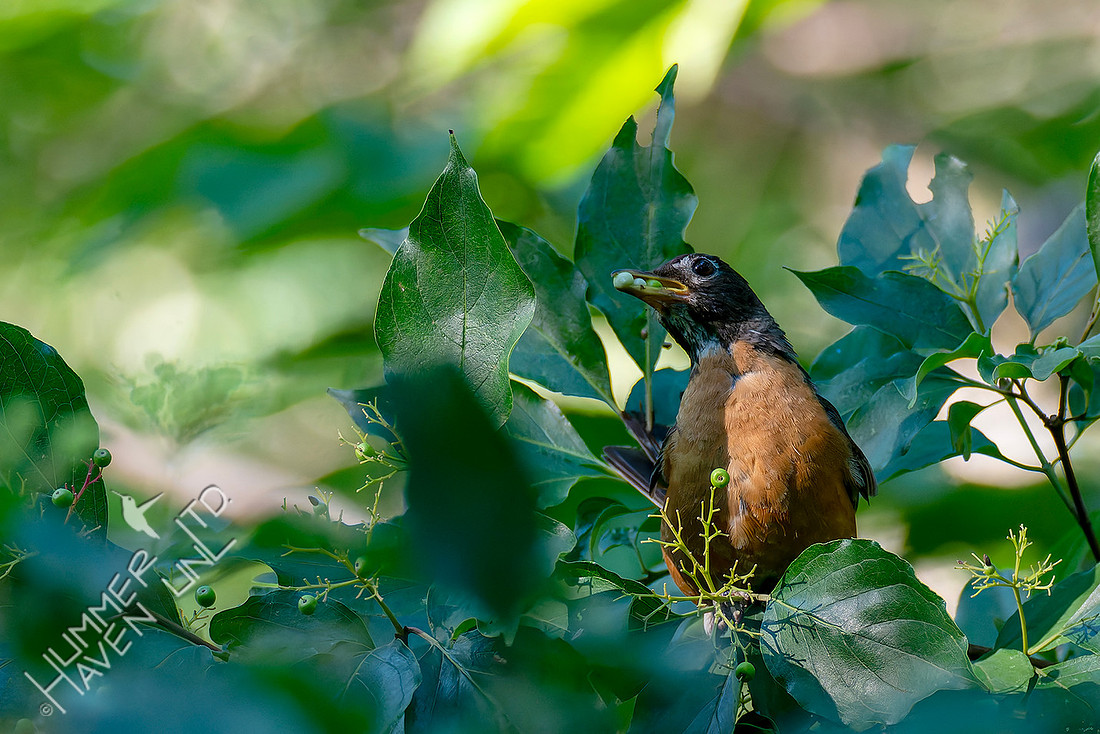 7-13-26 American Robin eating Roughleaf Dogwood berries