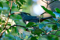 7-13-26 Gray Catbird going for Roughleaf Dogwood berries