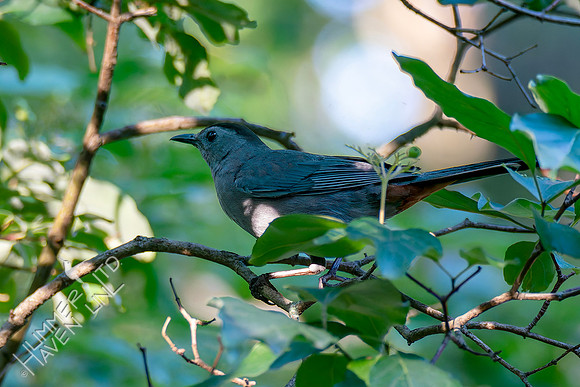 7-13-26 Gray Catbird going for Roughleaf Dogwood berries