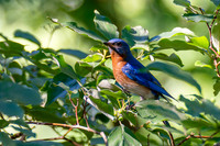 7-13-26 Eastern Bluebird going for Roughleaf Dogwood berries