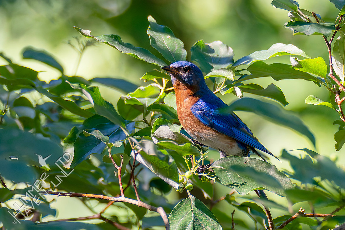 7-13-26 Eastern Bluebird going for Roughleaf Dogwood berries
