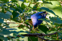 7-13-26 Eastern Bluebird going for Roughleaf Dogwood berries