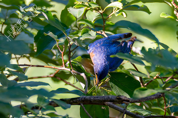7-13-26 Eastern Bluebird going for Roughleaf Dogwood berries