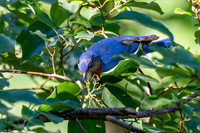 7-13-26 Eastern Bluebird going for Roughleaf Dogwood berries