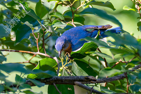 7-13-26 Eastern Bluebird going for Roughleaf Dogwood berries