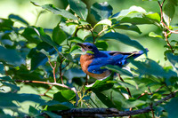 7-13-26 Eastern Bluebird going for Roughleaf Dogwood berries