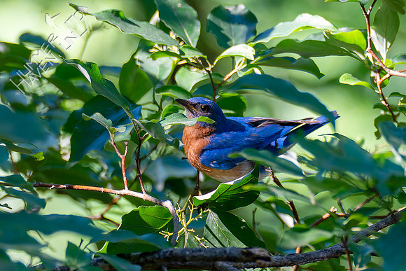 7-13-26 Eastern Bluebird going for Roughleaf Dogwood berries