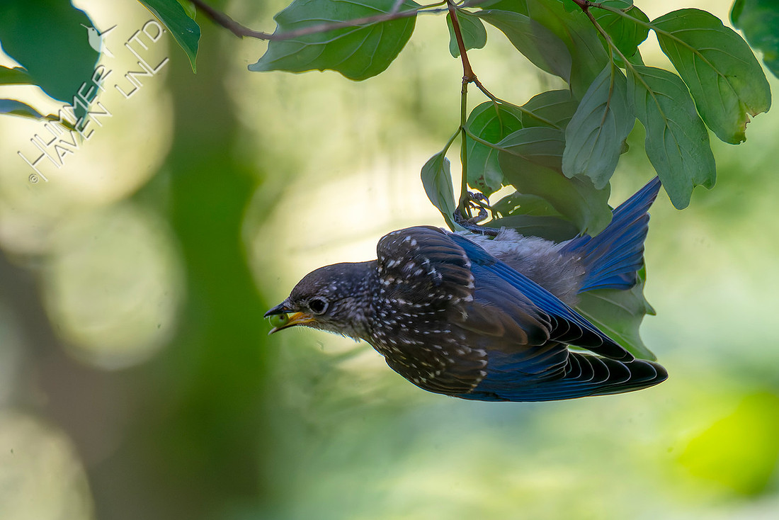 7-13-26 Eastern Bluebird immature eating Roughleaf Dogwood berries