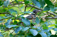 7-13-26 American Robin immature eating Roughleaf Dogwood berries