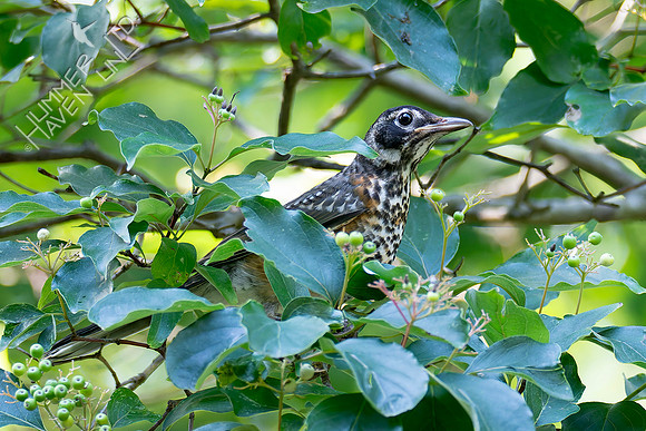 7-13-26 American Robin immature eating Roughleaf Dogwood berries