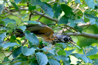7-13-26 American Robin immature eating Roughleaf Dogwood berries