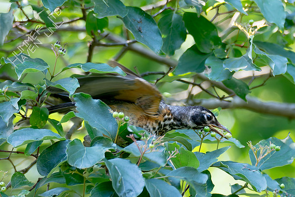 7-13-26 American Robin immature eating Roughleaf Dogwood berries