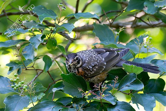 7-13-26 American Robin immature eating Roughleaf Dogwood berries