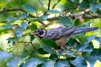 7-13-26 American Robin immature eating Roughleaf Dogwood berries