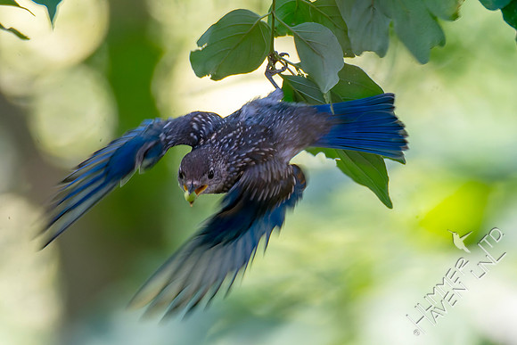7-13-26 Eastern Bluebird immature eating Roughleaf Dogwood berries