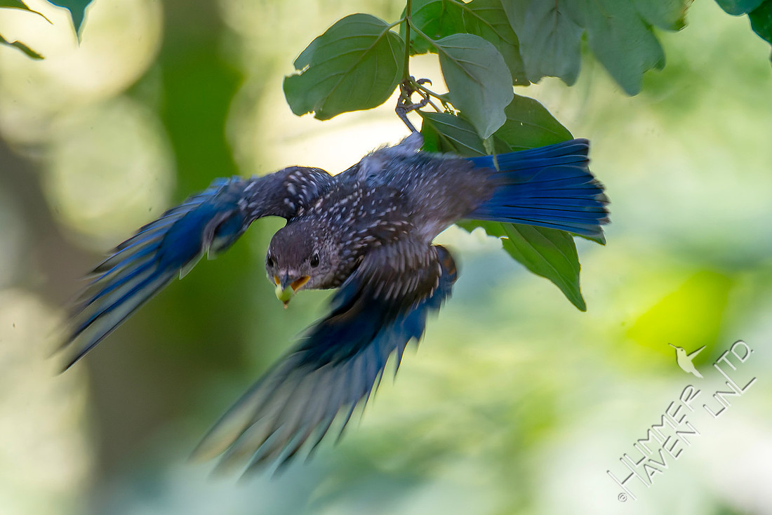 7-13-26 Eastern Bluebird immature eating Roughleaf Dogwood berries