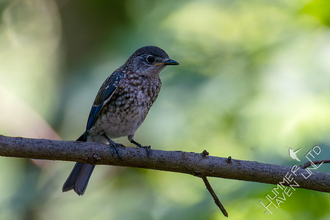 7-13-26 Eastern Bluebird immature digesting Roughleaf Dogwood berries