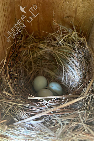 7-7-26 Three eggs in Eastern Bluebird nest