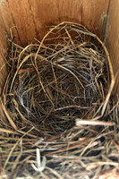 7-12-26 NO eggs again in Eastern Bluebird nest