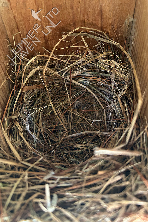 7-12-26 NO eggs again in Eastern Bluebird nest