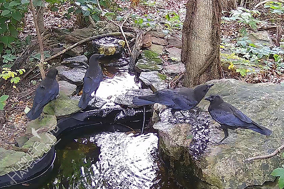 7-10-26 Four Fish Crows at the bubbler