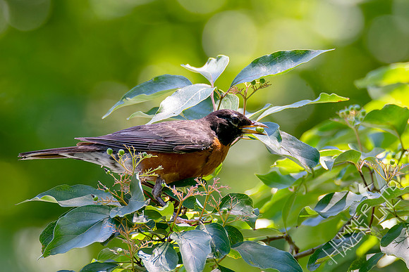 7-13-26 American Robin eating Roughleaf Dogwood berries