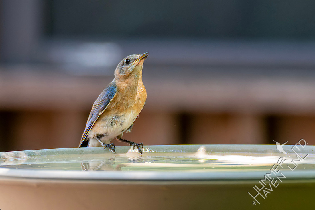 7-13-26 Eastern Bluebird female