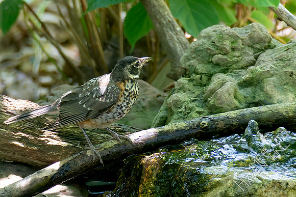 7-13-26 American Robin immature