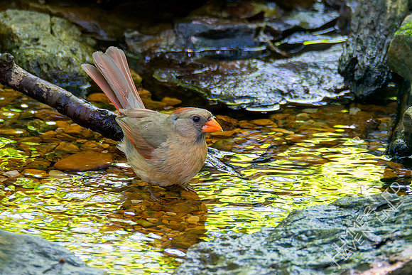 7-13-26 Northern Cardinal female