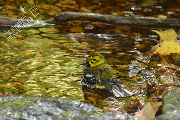 Black-throated Green Warbler