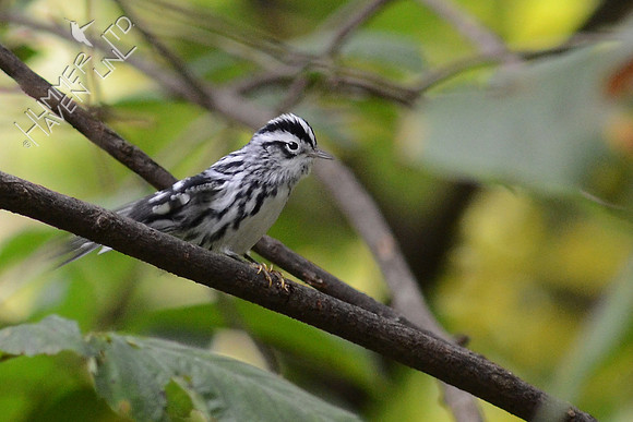Black and White Warbler