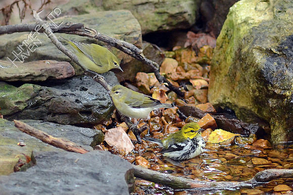 Tennessee and Black-throated Green Warblers