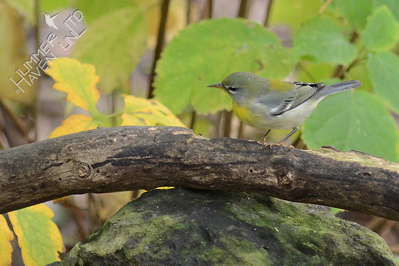 Northern Parula
